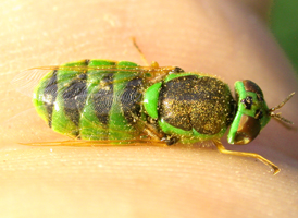 Odontomyia cincta Odontomyia cincta